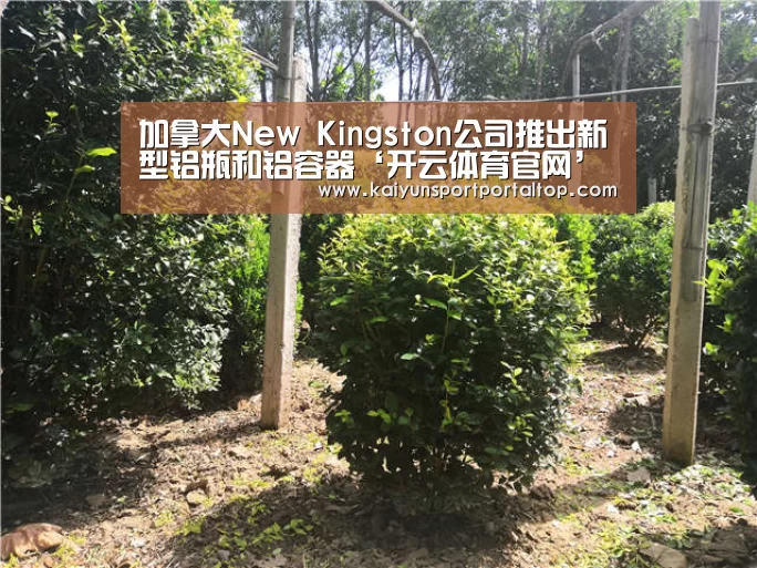 开云登录